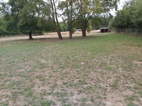 Plek vrij op wei of paddock, Dieren en Toebehoren, Stalling en Weidegang, Stalling, Weidegang, 1 paard of pony