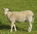 Ruischapen Nolana Maasduinen Blackbelly wat u wilt, Dieren en Toebehoren, Schapen, Geiten en Varkens, Meerdere dieren