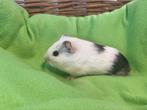 Jonge cavia's, Dieren en Toebehoren, Knaagdieren, April, Meerdere dieren, Cavia