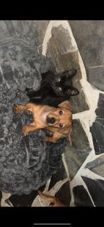 Te koop, jackrussel pups laagbenig, Dieren en Toebehoren, Rabiës (hondsdolheid), Jack Russell Terriër, 8 tot 15 weken, Meerdere dieren