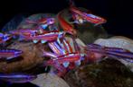 Rainbow shiner xl €3,-, Overige soorten