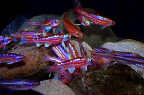 Rainbow shiner xl €3,-, Dieren en Toebehoren, Vissen | Vijvervissen, Overige soorten
