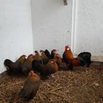 Java Kriel Patrijs, Dieren en Toebehoren, Pluimvee, Meerdere dieren, Kip