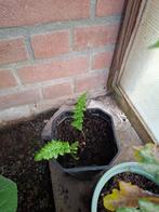 Stekje varen (voor buiten), Tuin en Terras, Planten | Tuinplanten, Ophalen, Vaste plant, Varens, Bloeit niet