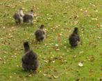 kip zijdehoender hen met 4 kuikens; natuurbroed, Dieren en Toebehoren, Pluimvee, Meerdere dieren, Kip