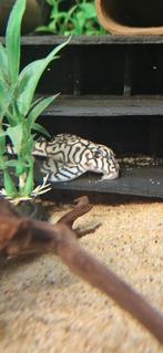 GEZOCHT! volwassen L236 SW man, Vis