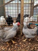 Plymouth rock kriel kippen | Deskundig advies, Dieren en Toebehoren, Meerdere dieren, Kip