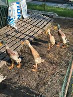 Loopeenden 15 weken oud, Meerdere dieren, Eend