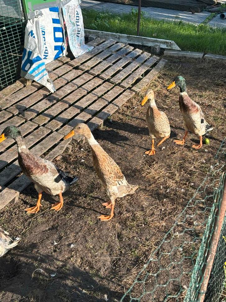Loopeenden 15 weken oud, Dieren en Toebehoren, Pluimvee, Eend, Meerdere dieren