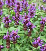 Brunel en/of Agastache., Ophalen, Zomer, Overige soorten, Volle zon