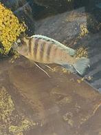 Malawi cichliden gratis ophalen., Vis, Zoetwatervis