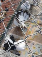 Amerikaanse pauwstaarten rood en zwart staarten, Dieren en Toebehoren, Vogels | Duiven, Meerdere dieren, Overige soorten