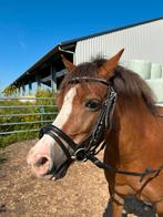 Hoofdstel pony, Ophalen of Verzenden, Zo goed als nieuw, Dressuur