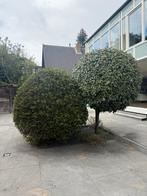 Twee boompjes af te halen!, Bloeit niet, Halfschaduw, Minder dan 100 cm, Ophalen