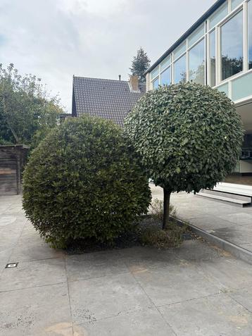 Twee boompjes af te halen! beschikbaar voor biedingen