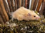 Goudhamster man, Dieren en Toebehoren, Hamster, Augustus, Mannelijk, Tam
