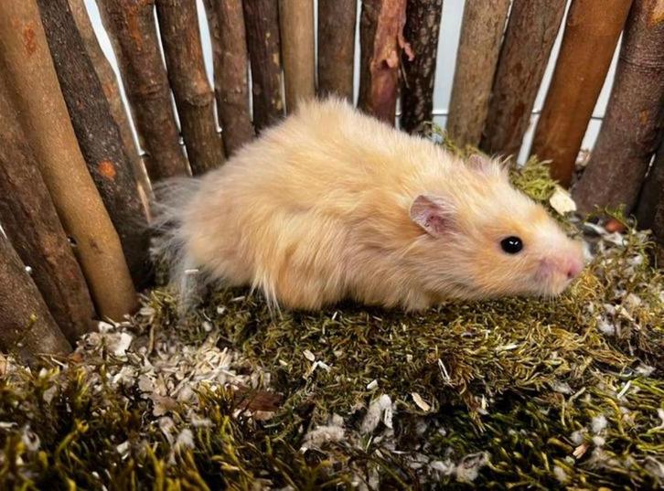 Goudhamster man, Dieren en Toebehoren, Knaagdieren, Mannelijk, Hamster, Augustus, Tam