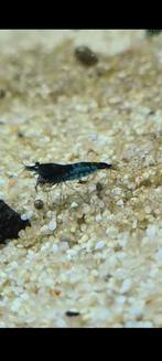 Blue velvet Blauwe neocaridina garnalen (aanbieding!), Dieren en Toebehoren, Kreeft, Krab of Garnaal