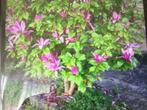 Magnolia gratis, Ophalen, Lente, Volle zon, Overige soorten