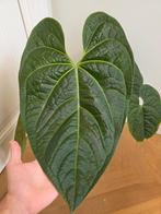 Anthurium  Raven Soul (Crystallinum X Luxurians) XXL, Huis en Inrichting, Kamerplanten, Ophalen, Overige soorten, Minder dan 100 cm