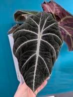 knolletjes Alocasia Black Velvet, Ophalen of Verzenden, Overige soorten, Minder dan 100 cm