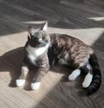Prachtige x Maine Coon poes 3jr, Dieren en Toebehoren, Katten en Kittens | Raskatten | Korthaar, Poes