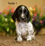 Knappe Stabij x Cocker Spaniël puppy’s te koop, 8 tot 15 weken, Meerdere, Meerdere dieren, Middel