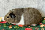 Cuy Cavia 1 beer, Cavia, Juli, Meerdere dieren, Tam