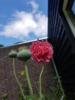 Papaver roze, Overige soorten, Volle zon, Eenjarig, Ophalen of Verzenden