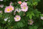 Rosa Canina - hondsroos, Overige soorten, Volle zon, Vaste plant, Ophalen of Verzenden
