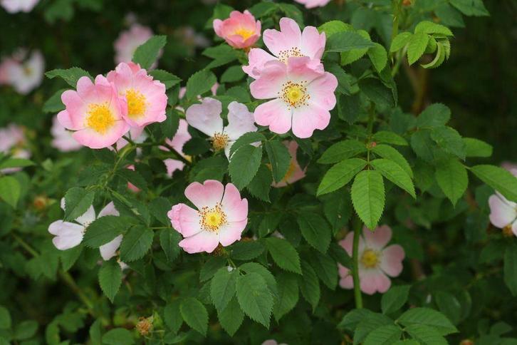 Rosa Canina - hondsroos, Tuin en Terras, Planten | Tuinplanten, Vaste plant, Overige soorten, Volle zon, Zomer, Ophalen of Verzenden