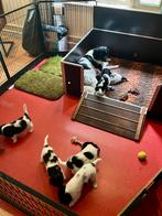 Honden werpkist te huur, Dieren en Toebehoren, Ophalen, 110 cm of meer, Minder dan 65 cm