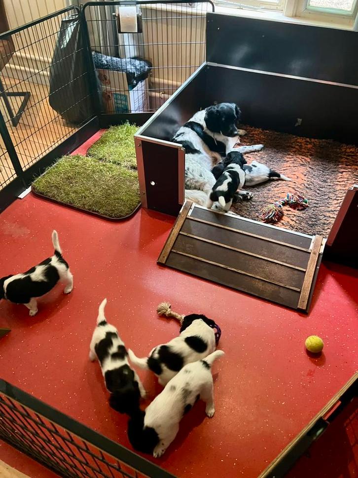Honden werpkist te huur, Dieren en Toebehoren, Hondenhokken, Minder dan 65 cm, 110 cm of meer, Ophalen