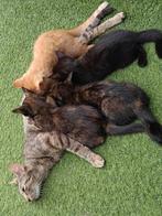Kittens, Overige rassen, 8 tot 15 weken, Meerdere, Meerdere dieren