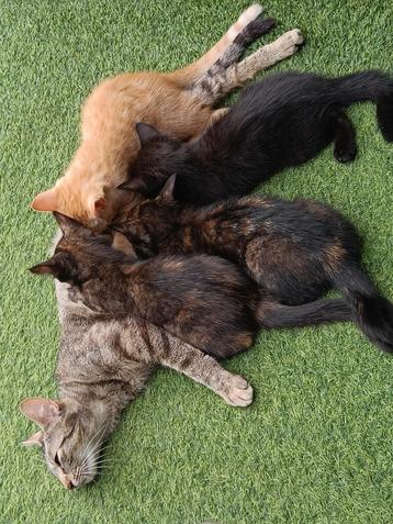 Kittens  beschikbaar voor biedingen
