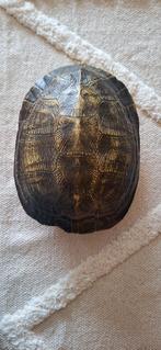 schildpad accessoire, Ophalen, Nieuw