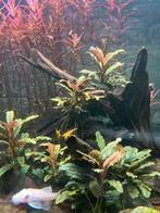 Aquariumplantjes voor de liefhebber!!, Dieren en Toebehoren, Vissen | Aquaria en Toebehoren, Ophalen