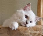 Mooi type Ragdoll kittens met stamboom en geteste ouders, Dieren en Toebehoren, Katten en Kittens | Raskatten | Langhaar, Meerdere dieren