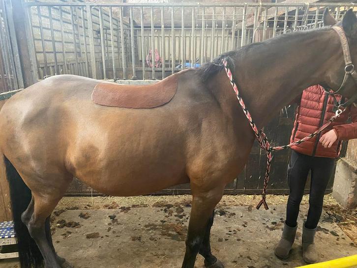 Paarden en pony’s scheren, Diensten en Vakmensen, Dieren | Paarden | Verzorging, Oppas en Les, Verzorging of Verzorgpony's