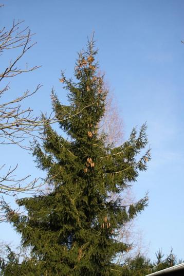 Kerstboom buiten Picea orientalis of Kaukassusspar beschikbaar voor biedingen