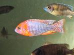 Aulonocara Rubin  Red, Vis
