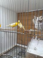 Te koop broedrijp kanaries koppels, Dieren en Toebehoren, Vogels | Kanaries, Meerdere dieren, Kleurkanarie