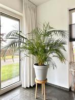 Areca palm goudpalm groot, Huis en Inrichting, Kamerplanten, Ophalen, Halfschaduw