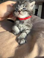 XXL Maine Coon, Dieren en Toebehoren, Katten en Kittens | Raskatten | Langhaar, Meerdere dieren, Ontwormd