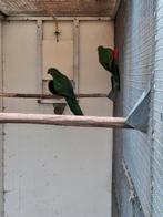 Diverse soorten vogels en aluminium voliere panelen, Dieren en Toebehoren, Meerdere dieren, Papegaai