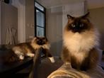 Lieve ragdoll broers, Dieren en Toebehoren, Katten en Kittens | Raskatten | Langhaar, Kater, Gechipt, 0 tot 2 jaar