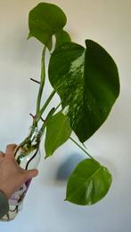 Monstera variegata albo, Huis en Inrichting, Kamerplanten, Overige soorten, Minder dan 100 cm, Ophalen of Verzenden, Halfschaduw