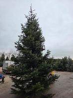 Abies nordmanniana kerstboom Nordmann, Tuin en Terras, Ophalen of Verzenden, Volle zon, Overige soorten