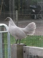 Hollandse kriel Parelgrijs hennen, Dieren en Toebehoren, Pluimvee, Vrouwelijk, Kip