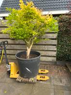 Limegroene zwaar vertakte japanse esdoorn, Tuin en Terras, Planten | Bomen, Ophalen, Bloeit niet, Halfschaduw, Overige soorten